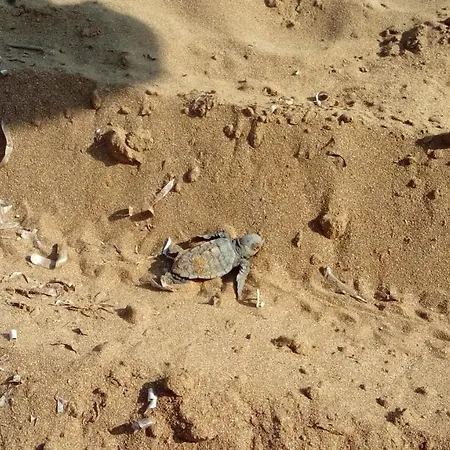 Alekos Houses-alekos Complex * Lixouri